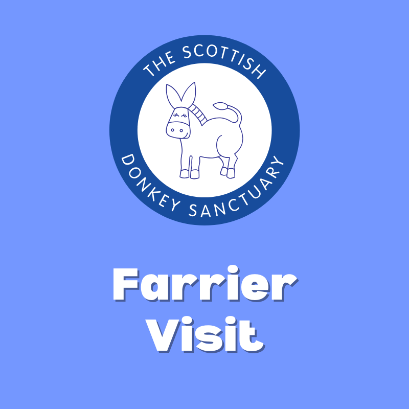 Farrier visit